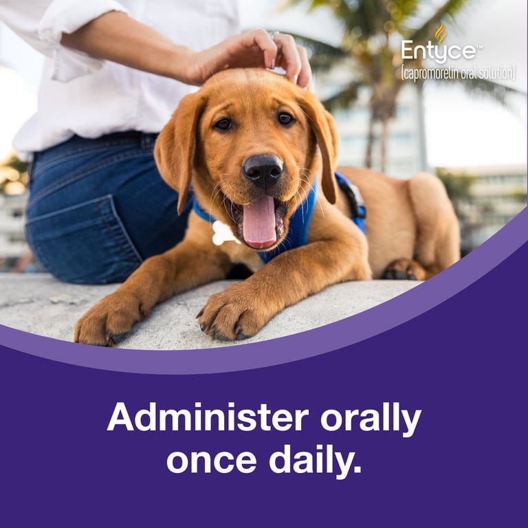 Entyce Dog Entyce Dog Appetite Stimulant | Oral Solution for Dogs