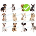 thumbnail image 2 of Advantage Multi Bayer Pipeta 1ml Perros 4-10kg Pulgas Garrapatas . ., 2 of 2