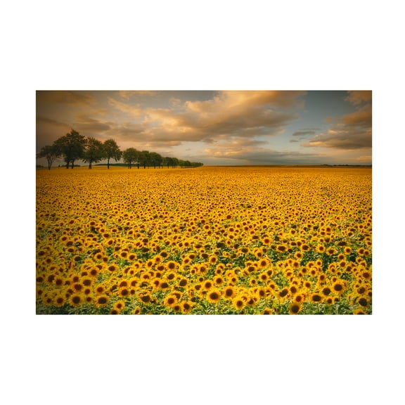 Piotr Krol 'Sunflowers' Canvas Art