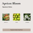 thumbnail image 4 of Perfume en Roll On BROKEN TOP Apricot Bloom 10ml Natural Vegano, 4 of 6