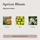 thumbnail image 4 of Perfume en Roll On BROKEN TOP Apricot Bloom 10ml Natural Vegano, 4 of 6