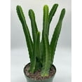 thumbnail image 6 of Stapelia gigantea, Giant Starfish Flower, Rare Huernia, Huge in 6 inch Pot, 6 of 9