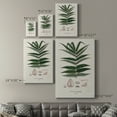 thumbnail image 4 of Botanical Society Ferns XII Premium Gallery Wrapped Canvas - Ready to Hang, 4 of 9