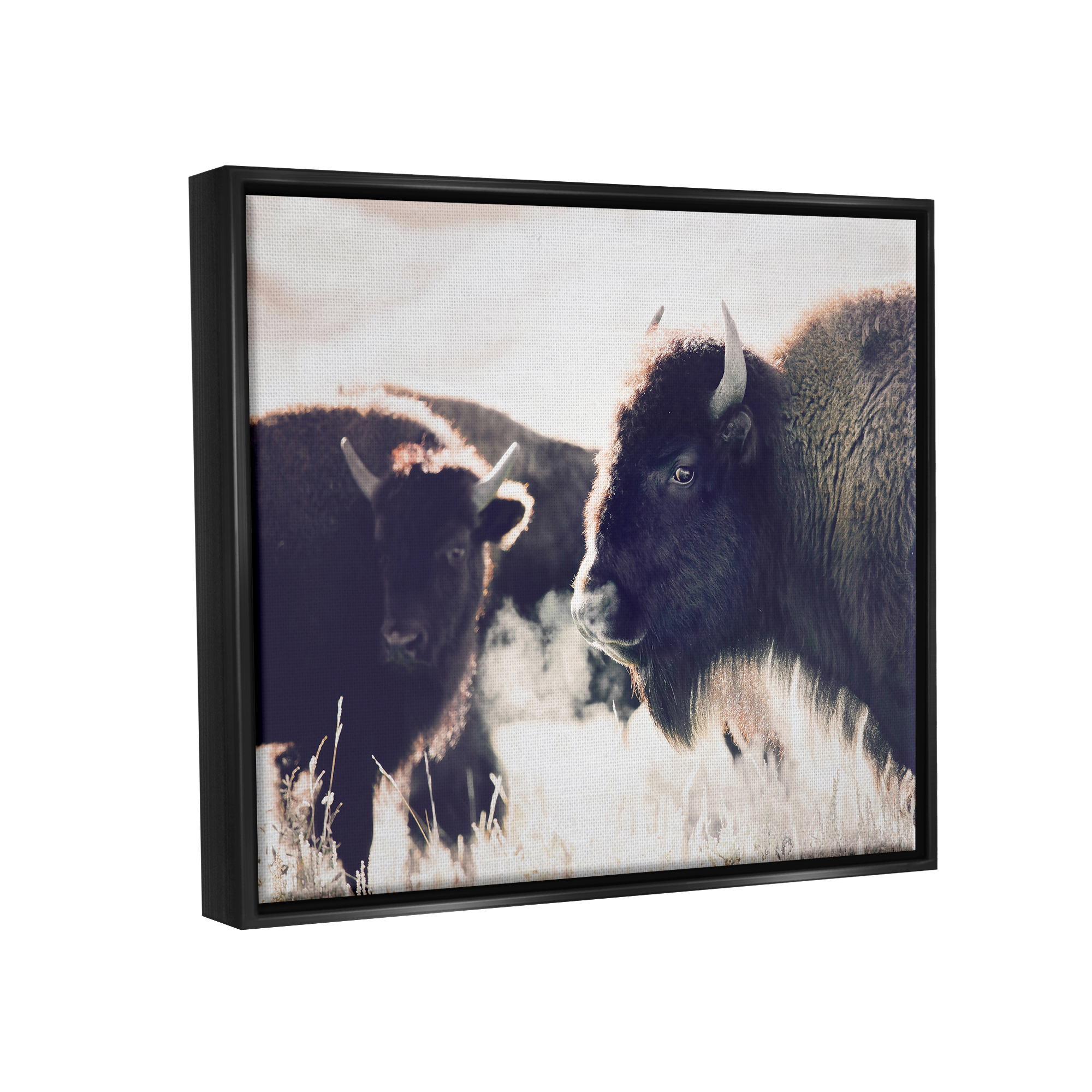 Stupell Industries Bison Gazing in Nature Animals & Insects Photography Black Floater Framed Art Print Wall Art, 31 x 25