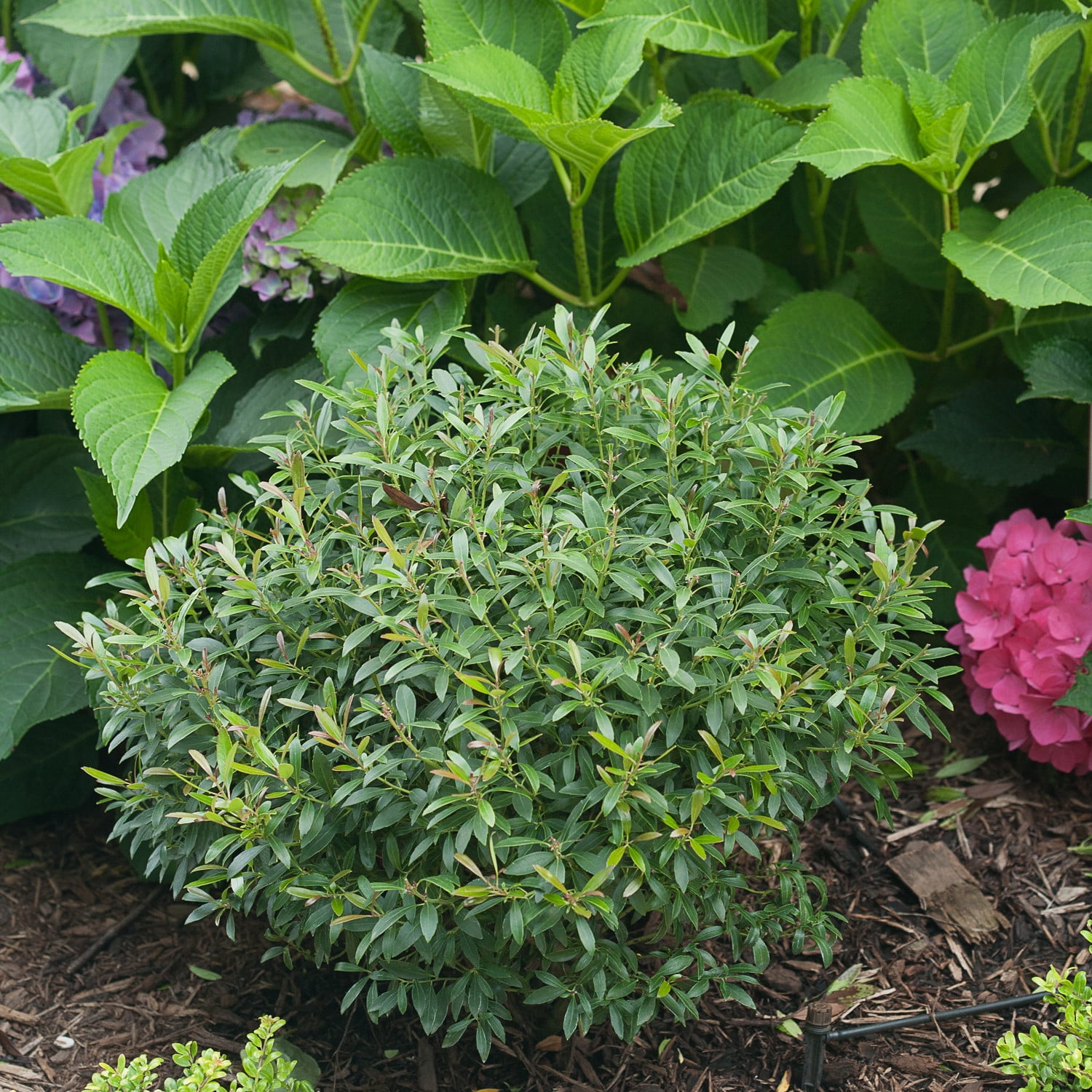 Proven Winners ColorChoice 5" Gem Box Inkberry holly Live Plant in 4.5" Pot (4 Count)