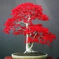 thumbnail image 3 of Rare Blue Japanese Maple Tree Seeds for Bonsai Home Garden Decoration (20 Pcs), 3 of 5