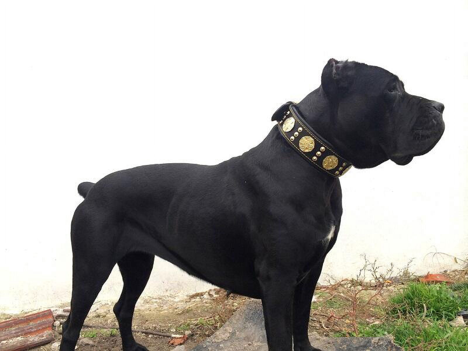 The Maximus Black/Gold Leather Dog Collar for Large Dog Breeds