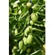 thumbnail image 5 of Aceite de Jojoba US Organic Ámbar Certificado Orgánico USDA Puro y Natural, 5 of 10