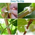 thumbnail image 3 of BFCITY 150PCS Plant Fixing Clip,Plant Clips for Climbing Plants Clear Plant Clips,Garden Clips Plant Support Clips Plant Clips Plant Support Garden Clips Vine Fixing Clip for Plants, 3 of 5
