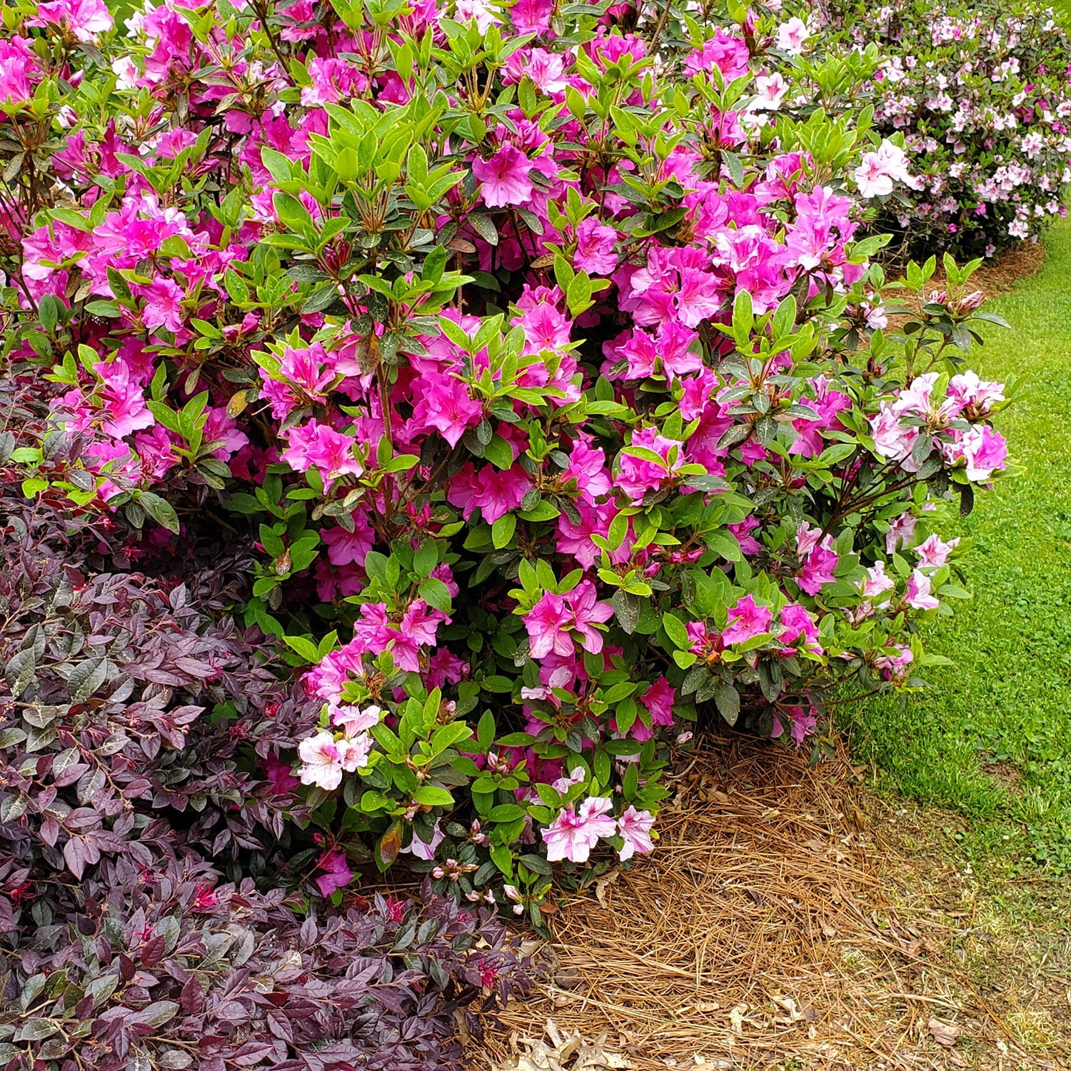 Encore Azalea Autumn Twist (3 Gallon) Purple and Pink Flowering Shrub - Full Sun Live Outdoor Plant