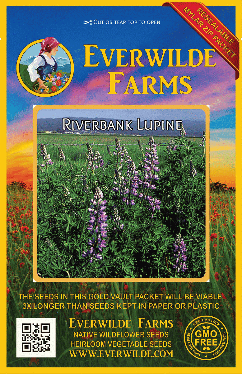 Everwilde Farms - 1/4 lb Riverbank Lupine Native Wildflower Seeds - Gold Vault Bulk Seed Packet