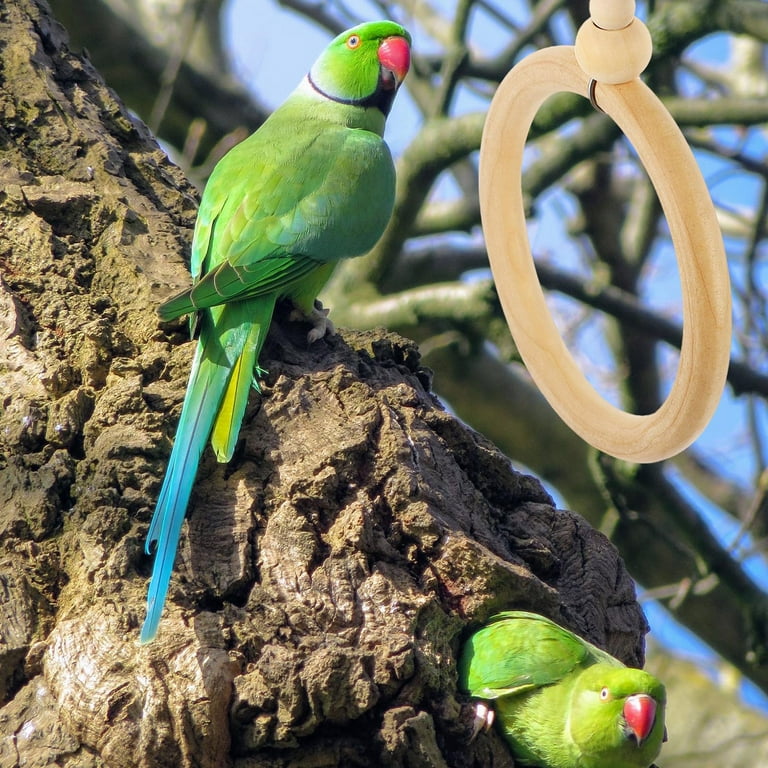 Toys for ringneck clearance parrots