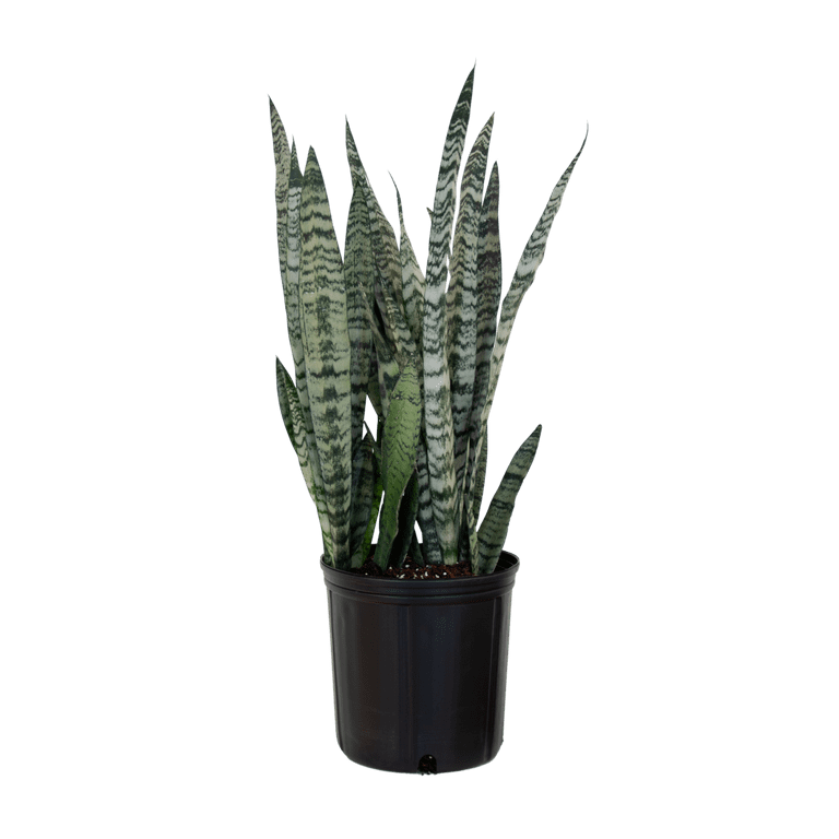 Sansevieria Trifasciata Laurentii Snake Plant Live Indoor Outdoor House Plant Ships in 6 Inch Grower Pot at 14-19 Inches Tall Sansevieria Trifasciata Laurentii Snake Plant Live Indoor Outdoor House Plant Ships in 6 Inch Grower Pot at 14-19 Inches Tall