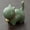 Green, variant on 1 Pcs Ceramic Lucky Cat Tea Pet, Figurine with Bell Collar, for Home Office Tea Room Desktop Decorations Gifts, Black