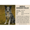 thumbnail image 2 of PuffPurrs Lifelike Merle Border Collie Plush Toy, Realistic Blue merle Border Collie Teddy Stuffed Animal, Cute Exceptionally Intelligent Dog Toy Gift, 23 CM/9 In, 2 of 7
