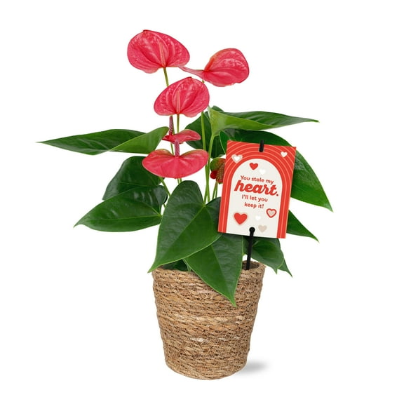5IN Pink Anthurium (Valentines Edition) – Seagrass – “Stole My Heart” Pick