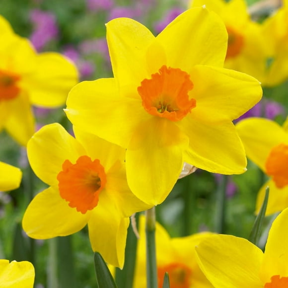 TASC Narcissus Flower Bulbs-Narcissus Jonquilla and Apodanthus- Suzy (10 Bulbs)