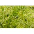 thumbnail image 5 of Organic French Green Lentils, 5 Pounds - Non-GMO, Kosher, Sproutable - by Food to Live, 5 of 8