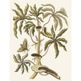 thumbnail image 3 of Maria Sibylla Merian 15x18 Black Modern Framed Museum Art Print Titled - Guajava Alba Dulcis (1705), 3 of 5