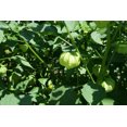 thumbnail image 5 of Rio Grande Verde Tomatillo 50 Seeds | Heirloom Salsa Verde Tomatoes, 5 of 5