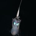 thumbnail image 5 of Pesca Calamar Jig pesca señuelo anzuelo pulpo mar barco cebo artificial (blanco 10 garra), 5 of 5