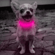 thumbnail image 5 of Collar luminoso LED recargable para perros, collar luminoso reflectante ajustable, 5 of 6