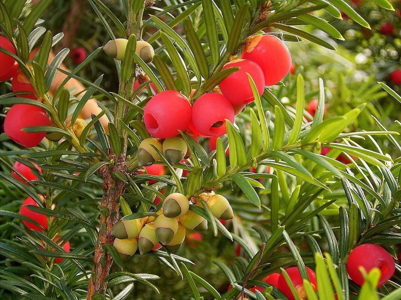 30 English Yew Tree Seeds Taxus baccata Evergreen Tree with Bright