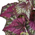 thumbnail image 4 of Nearly Natural Wax Begonia Bush (Set of 6) in Purple, 4 of 5