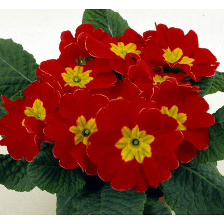 Red Primrose Plant Hardy Primula Flowers Perennial Plant Red Flowering Primroses Well Rooted 4"Pot