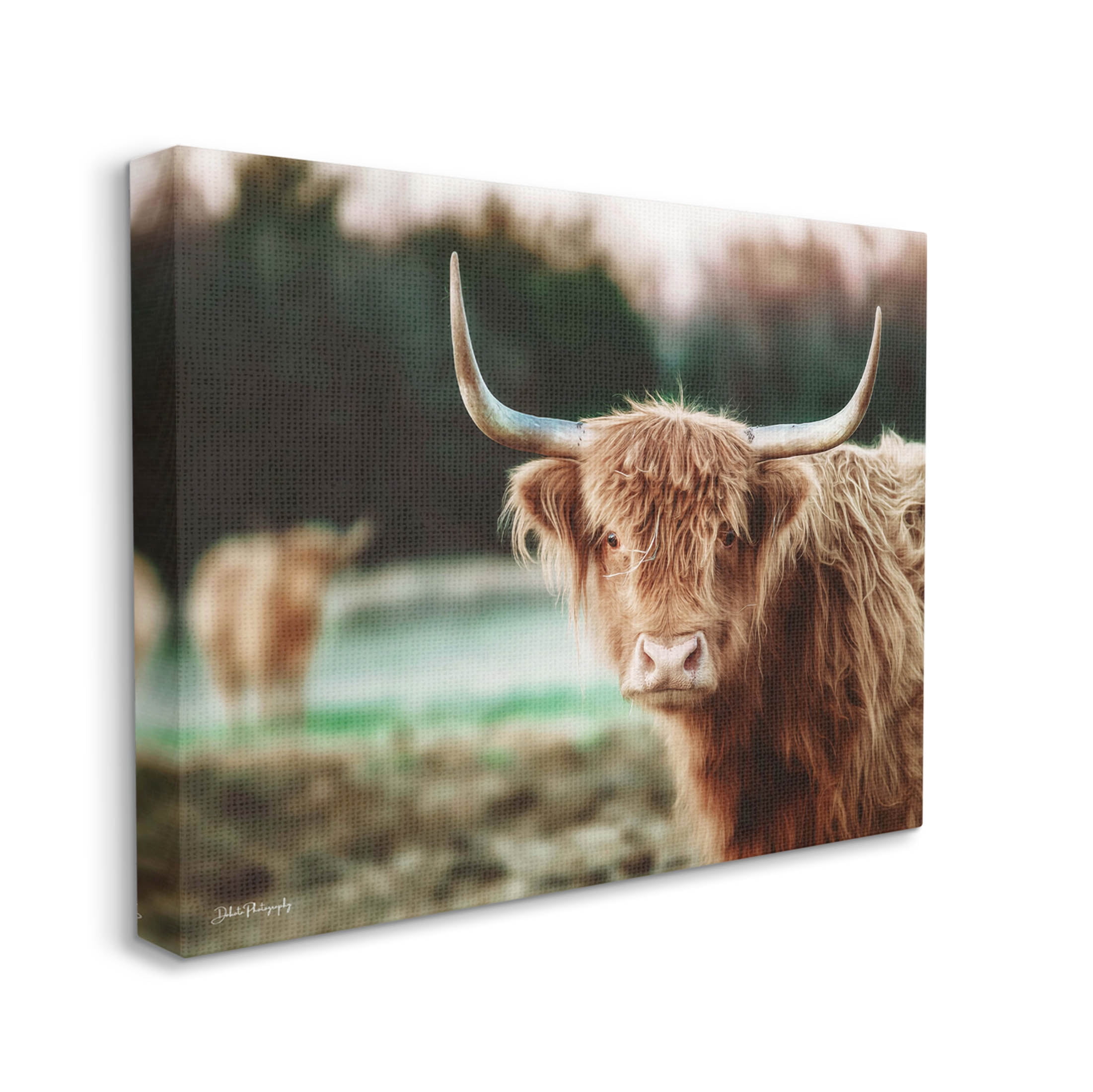 Stupell Industries Highland Cattle Gazing Photography Photograph Gallery Wrapped Canvas Print Wall Art, Design by Dakota Diener