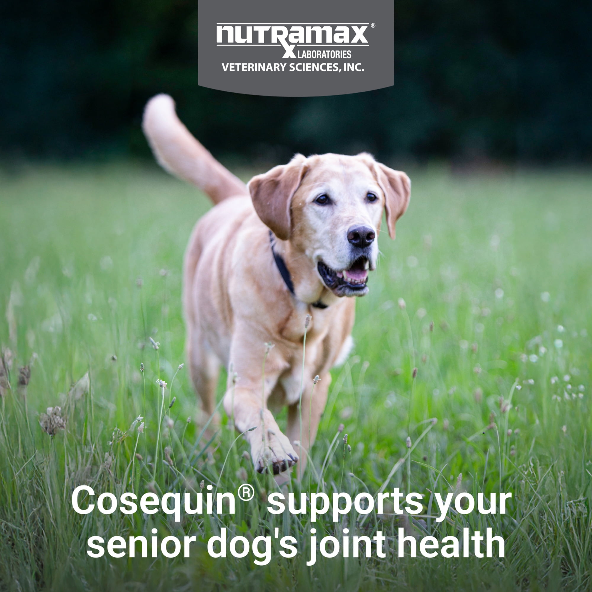 Nutramax Cosequin for Senior Dogs Joint Health Supplement, Soft Chews, 60 Count