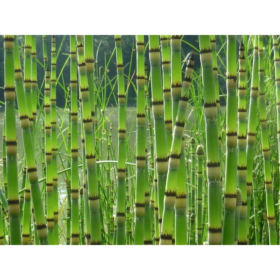 Prehistoric Rush Plant Cuttings - 10 Cuttings to Grow - Scouring Rush