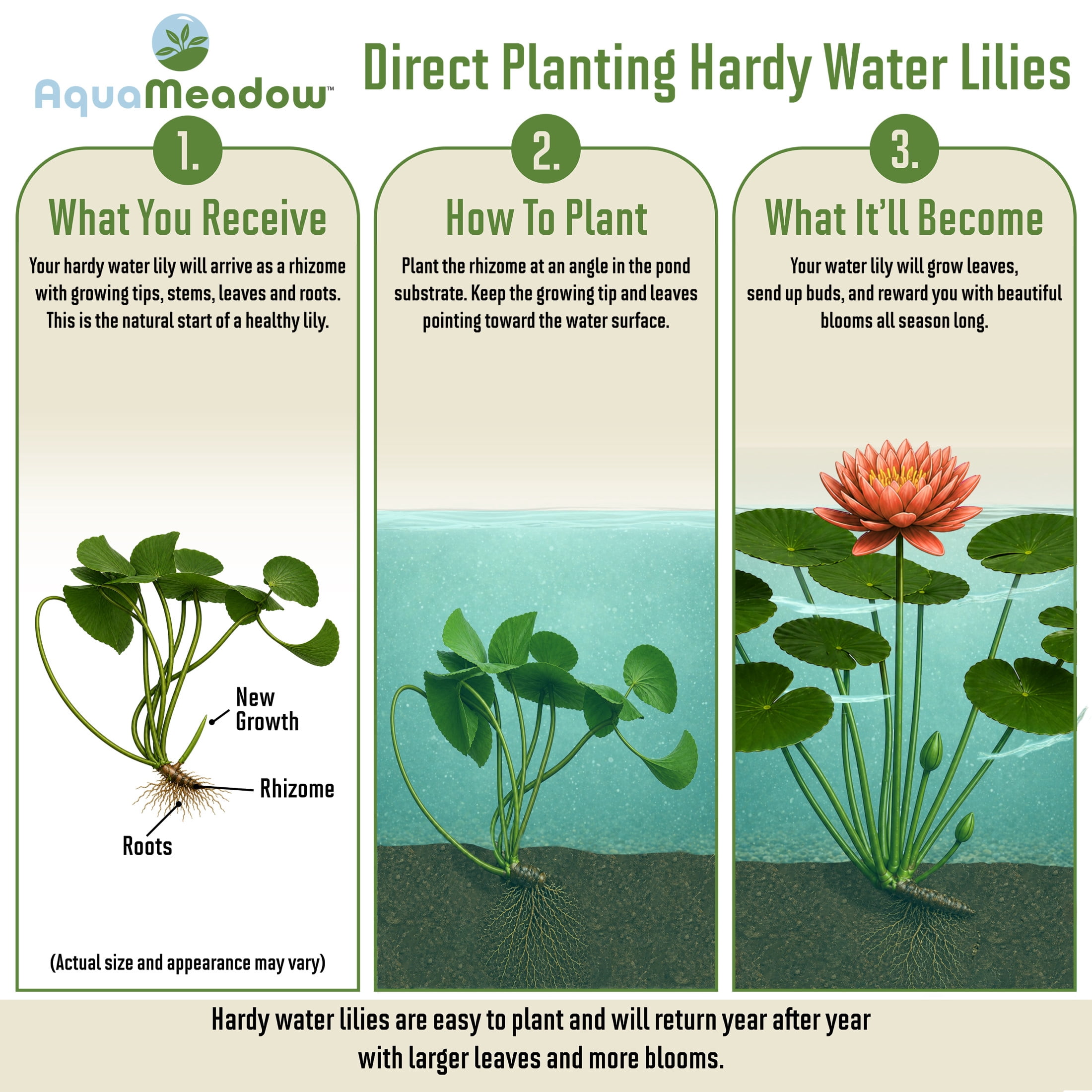 AquaMeadow Peach Hardy Water Lily
