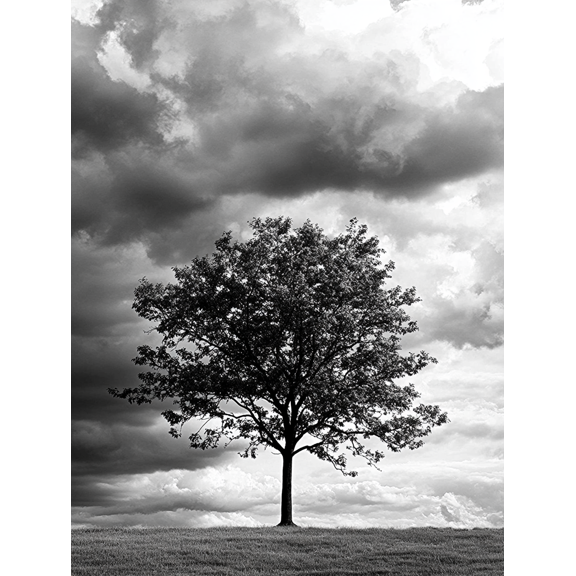 Black and White Single Tree Canvas Art Print, Perfect for Living Room, Bedroom, Office, Hallway, and Apartment Decoration.