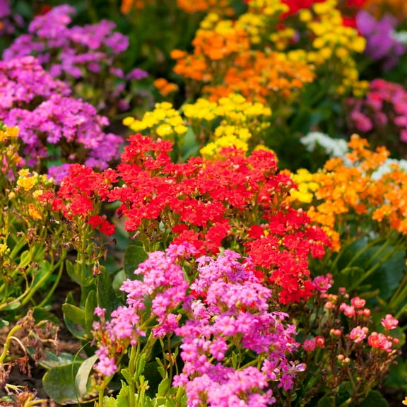 Alyssum Wonderland Series Flower Garden Seeds: Color Mix - Packet ~1000 Seeds - Annual - Lobularia maritima