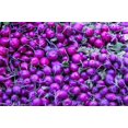 thumbnail image 1 of 300 PURPLE PLUM RADISH Raphanus Sativus White Flesh Root Vegetable Seeds, 1 of 4
