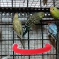 thumbnail image 4 of U Shaped Bird Parrot Standing Rod Parrot Activity Toy Climbing Toy Parrot Playing Stand Grind Stick (Red), 4 of 9