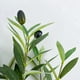 thumbnail image 5 of Rama Artificial de Olivo | Decoración Realista de Olivo Artificial | Vegetación Realista de 45 Cm para Interiores y Exteriores | Paquete de 1, 5 of 7