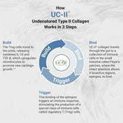 Naturalis UC-II 40 mg with Hyaluronic Acid | Enhanced Undenatured Type II Collagen for Better Joint Health | 120 Softgels