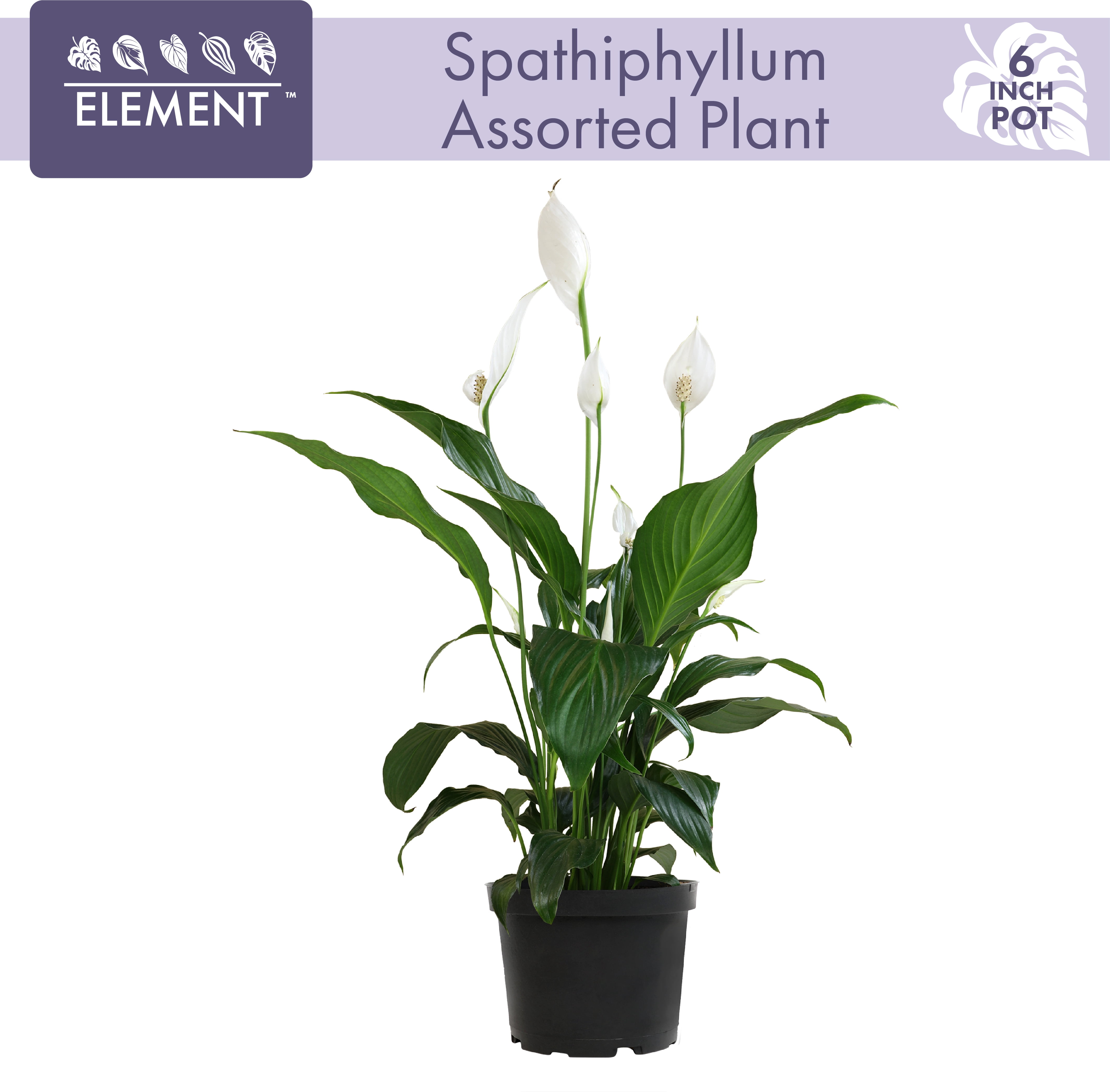 Element by Altman Plants 6in Peace Lily Spathiphyllum Live Houseplant