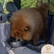 thumbnail image 4 of Funda para asiento de perro iBuddy Hamaca impermeable para SUV/camioneta, 4 of 6