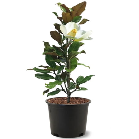 Expert Gardener 2-3 ft. tall Kay Paris Southern Magnolia Live Tree