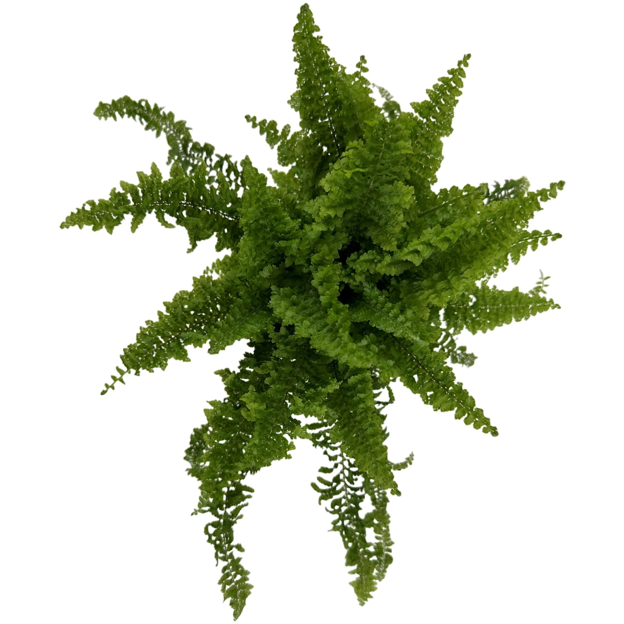 Nature's Way Farms ZZ Plant, Indoor/Outdoor 25-30 in. Tall