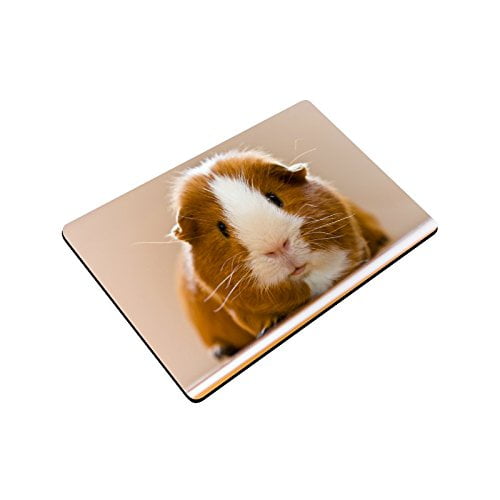 Guinea pig rug hot sale