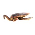 thumbnail image 1 of Beetle Model Decoration Dragonfly Frog Eco-friendly Insect Beetle Statue Model Desktop Decoration, 1 of 5