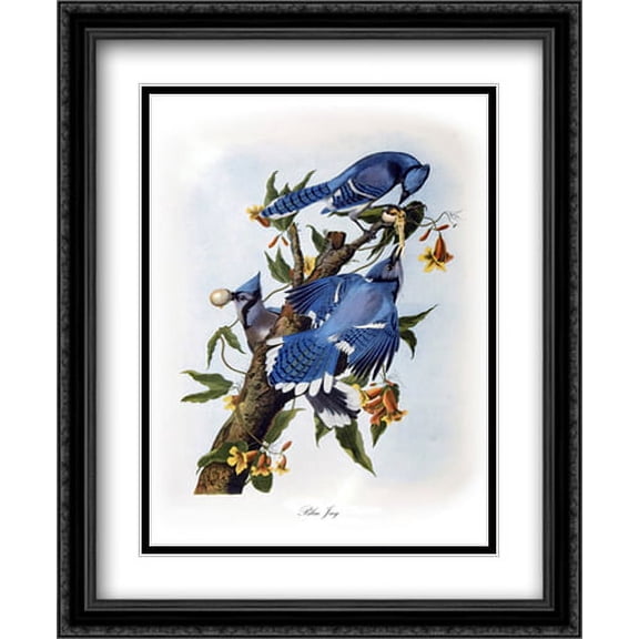 Blue Jay 2x Matted 27x34 Large Black Ornate Framed Art Print by John James Audubon