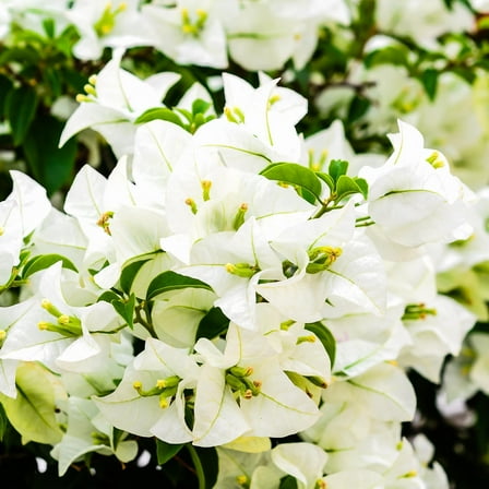 White Bougainvillea Plant Live, Climbing Bougainvillea Vine, In 4" Pot, Bougainvillea Flowers