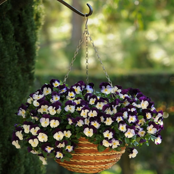 Outsidepride Pansy Cool Wave Violet Wing - 30 Seeds