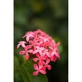 thumbnail image 3 of Millet, Karyn 17x24 Black Modern Framed Museum Art Print Titled - Pink Hydrangea, 3 of 5