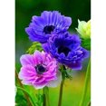 thumbnail image 1 of Diamond Painting (DB3112) 5D DIY Square Flower Cross Art Craft 40x50cm Púrpura Rosa FLhrweasw Nuevo, 1 of 1